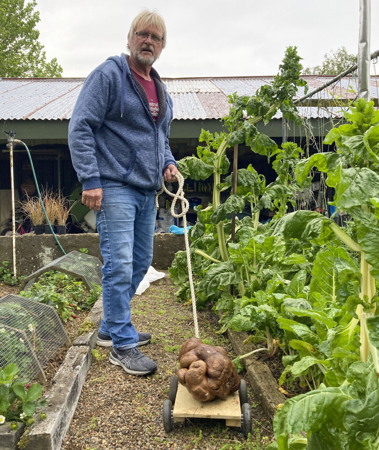 Meet Doug, the Ugly New Zealand Potato That Might Be the World's Biggest New Zealand giant potato